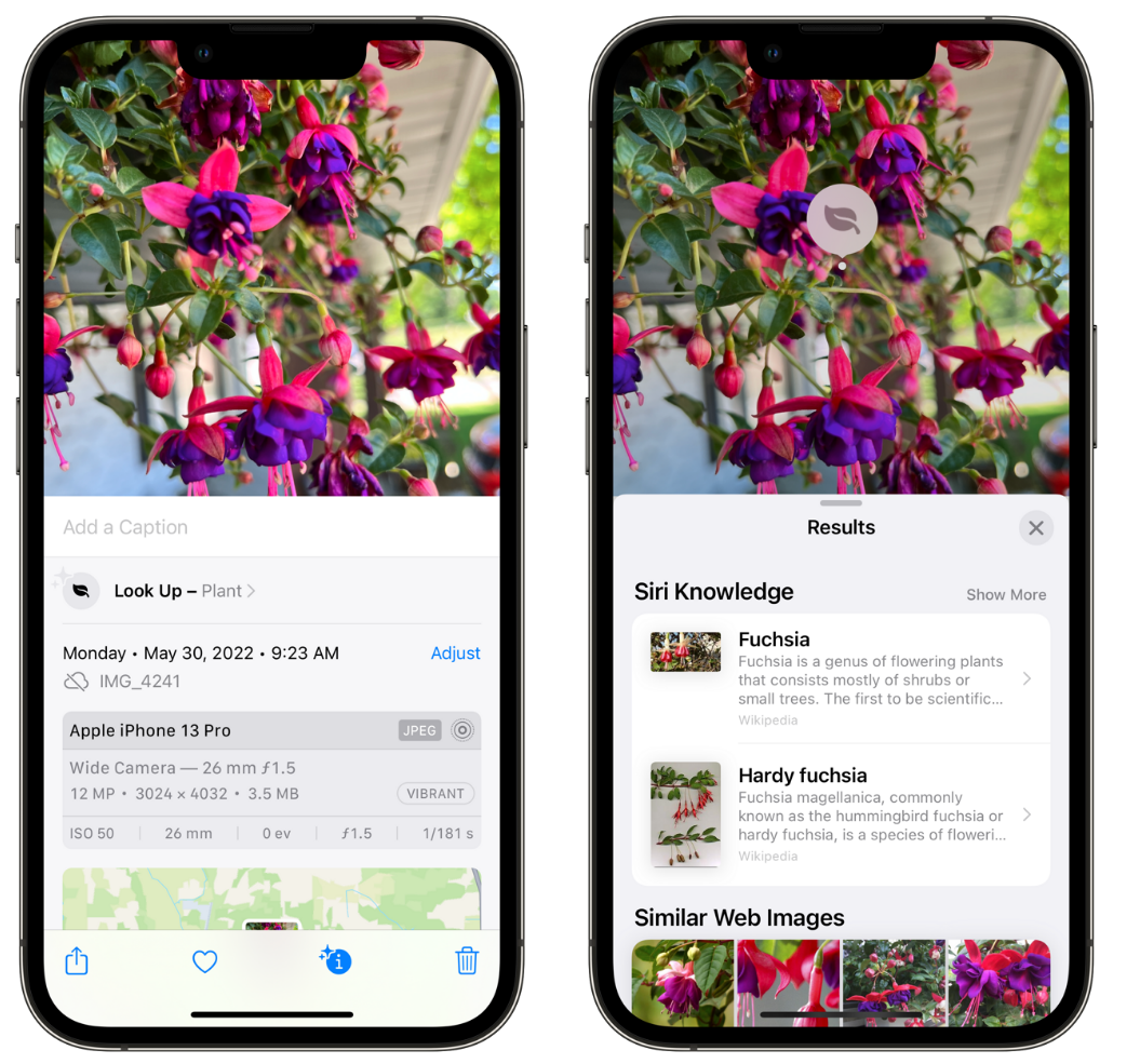 汉南苹果手机维修分享小技巧：使用 iPhone 相机识别花卉植物 